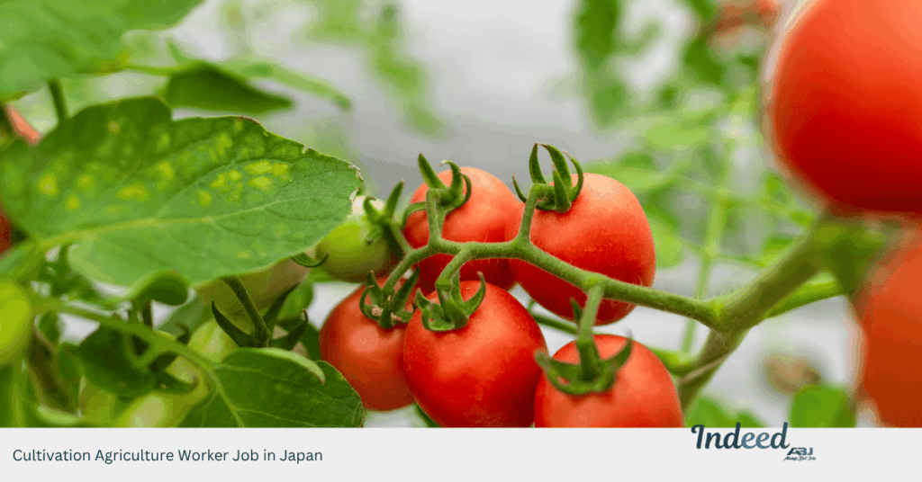 Cultivation Agriculture Worker Job in Japan