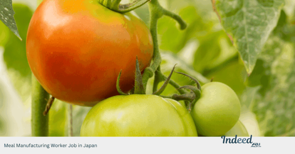 Meal Manufacturing Worker Job in Japan
