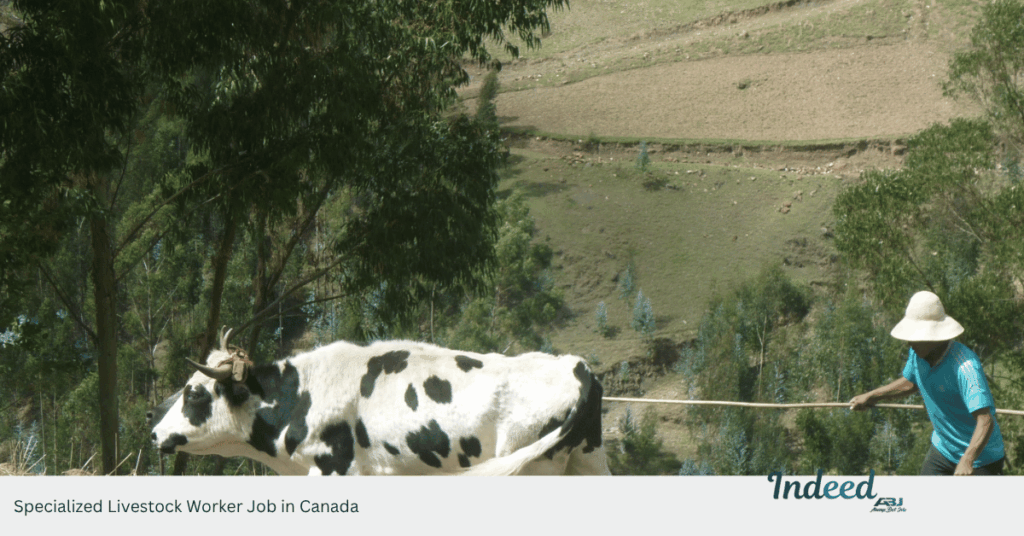 Specialized Livestock Worker Job in Canada